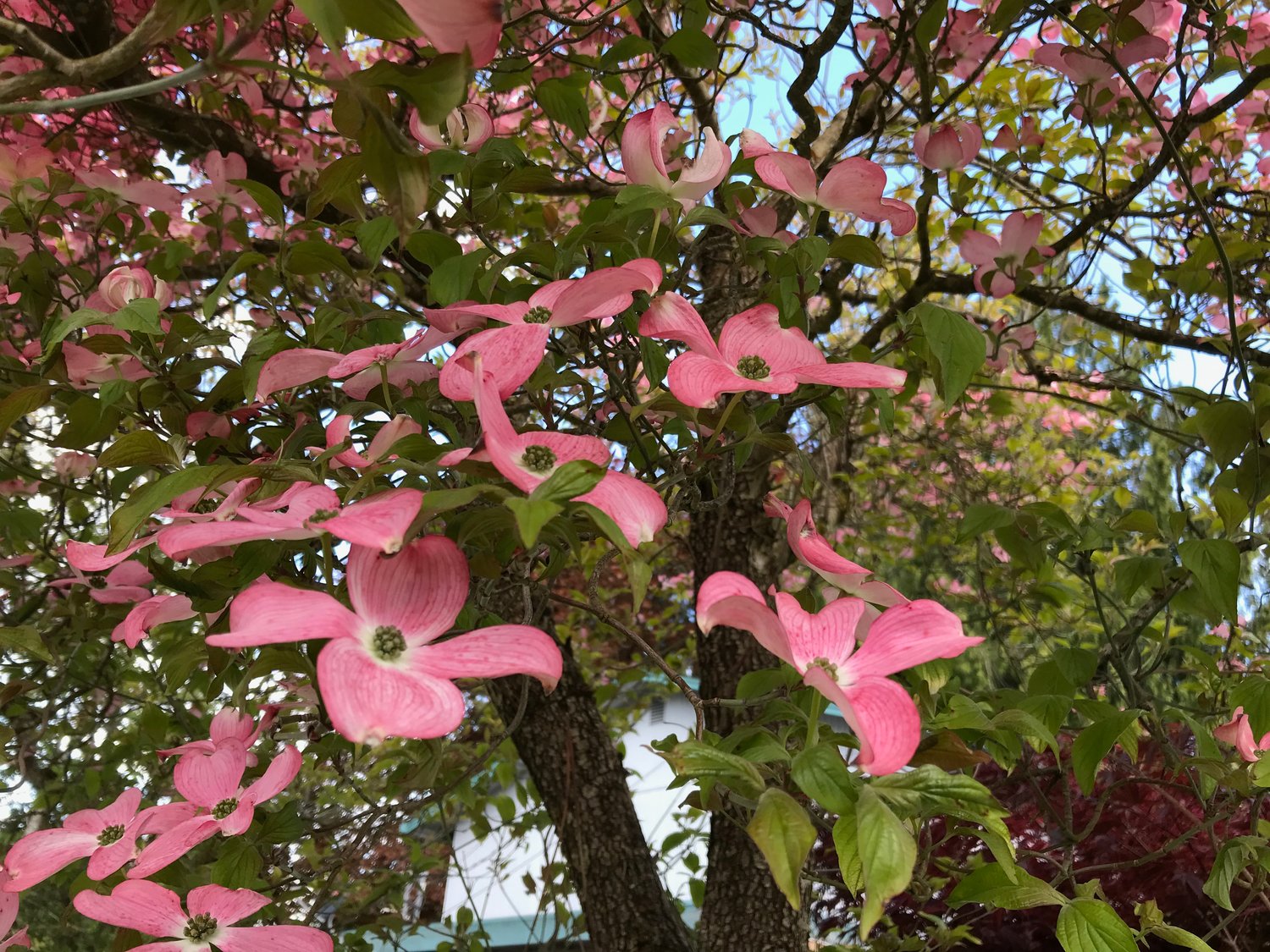Look for pink dogwood trees in bloom in every neighborhood this week.